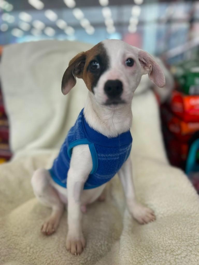 Nicolau, cachorro de porte médio para adoção em Curitiba - PR