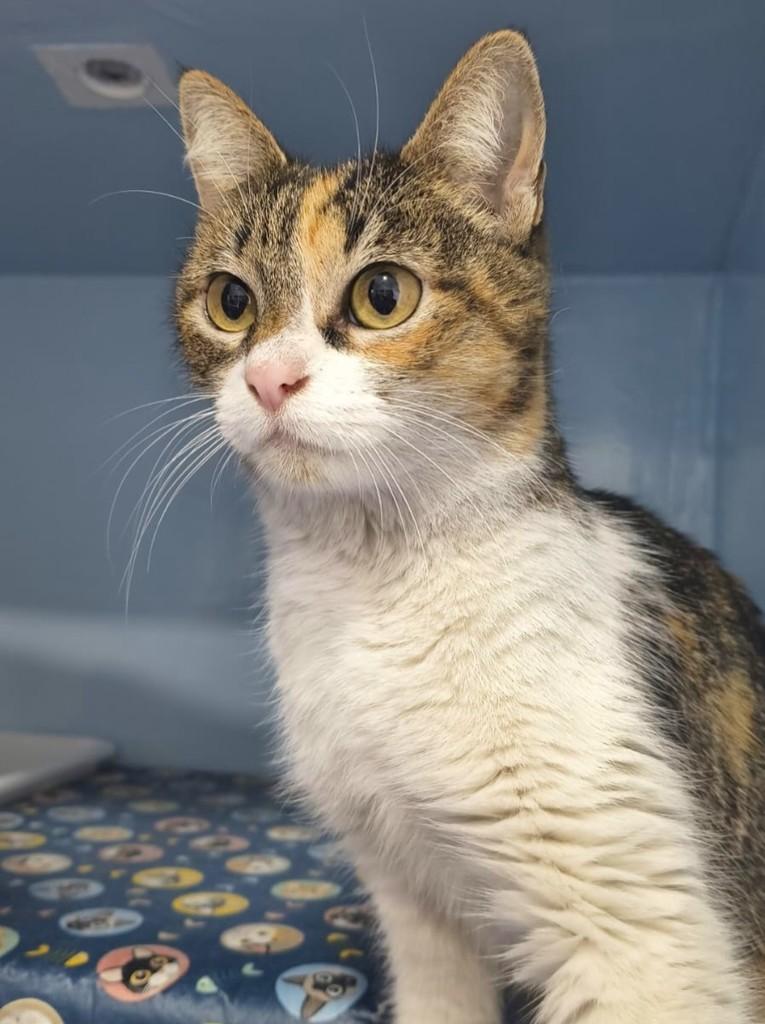 Nina, gata de porte médio para adoção em Curitiba - PR