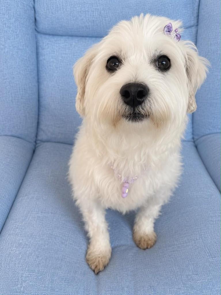 Cherry, cadela de porte pequeno para adoção em Curitiba - PR