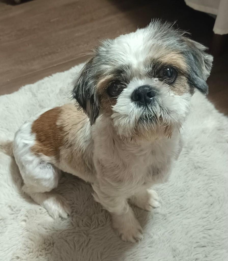 Theodoro, cachorro de porte pequeno para adoção em Curitiba - PR