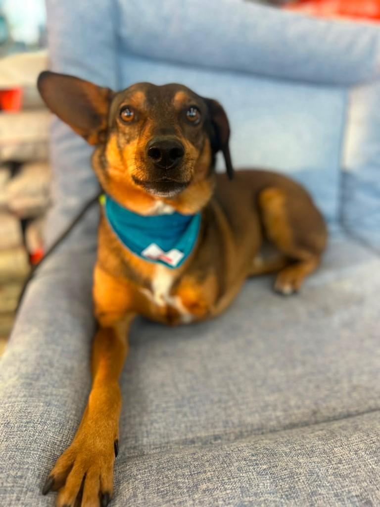 Osvaldo, cachorro de porte pequeno para adoção em Curitiba - PR