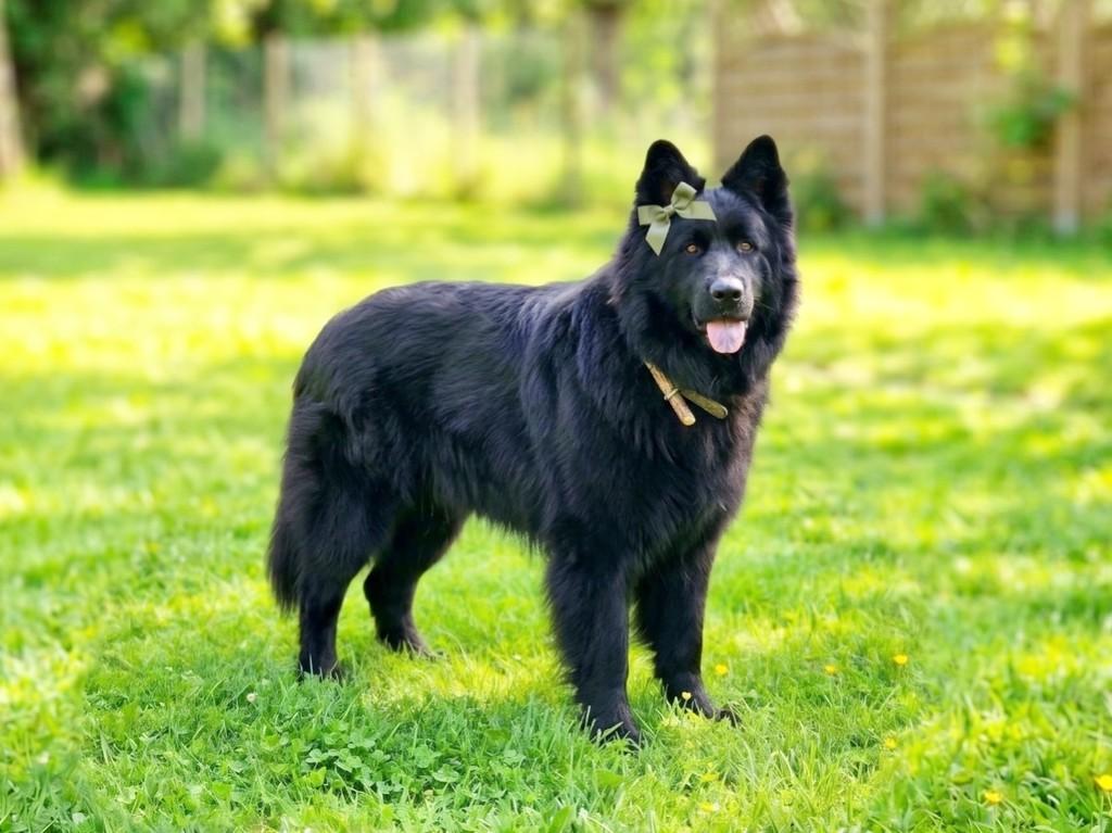 Milly, cadela de porte médio para adoção em Curitiba - PR