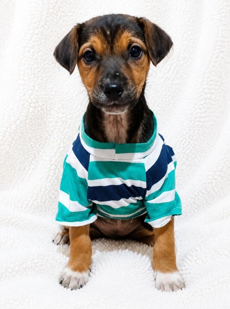 Breno, cachorro de porte médio para adoção em Curitiba - PR