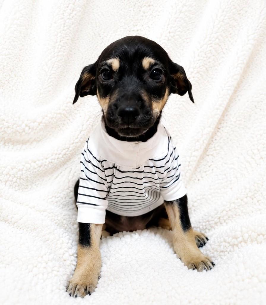 Augusto, cachorro de porte médio para adoção em Curitiba - PR