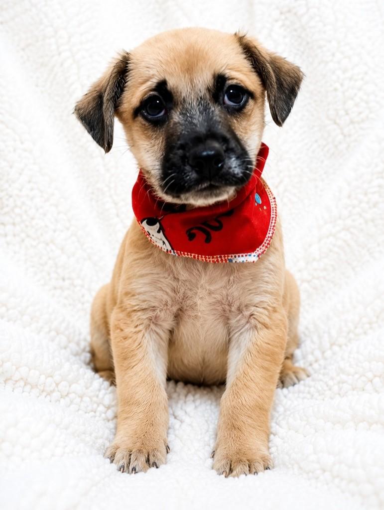 Rafael, cachorro de porte médio para adoção em Curitiba - PR
