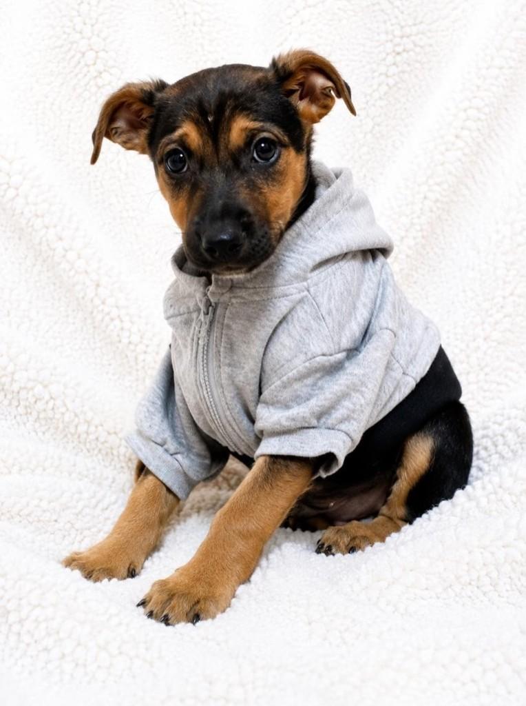 Gabriel, cachorro de porte médio para adoção em Curitiba - PR