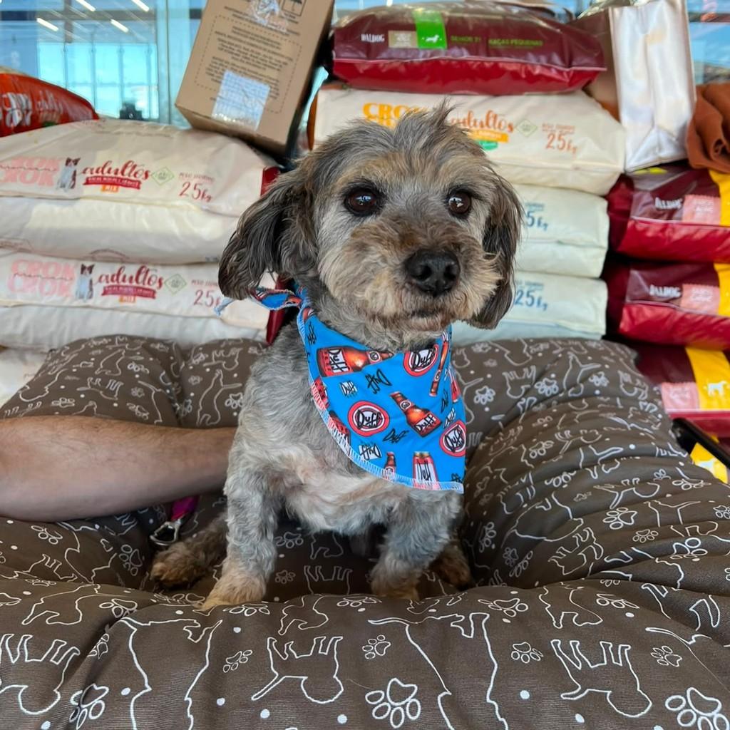João, cachorro de porte pequeno para adoção em Curitiba - PR