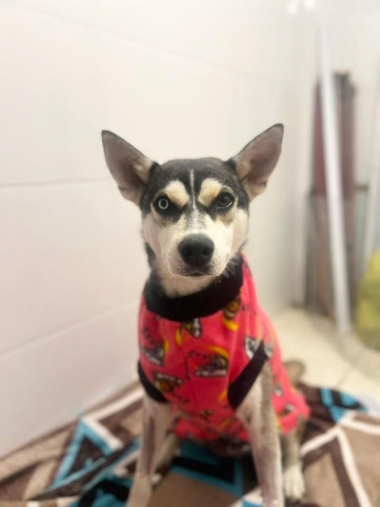 Yuki, cadela de porte médio para adoção em Curitiba - PR