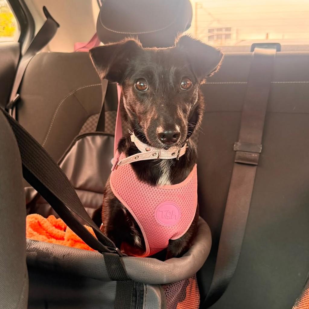 Amorinha, cachorro de porte pequeno para adoção em Curitiba - PR