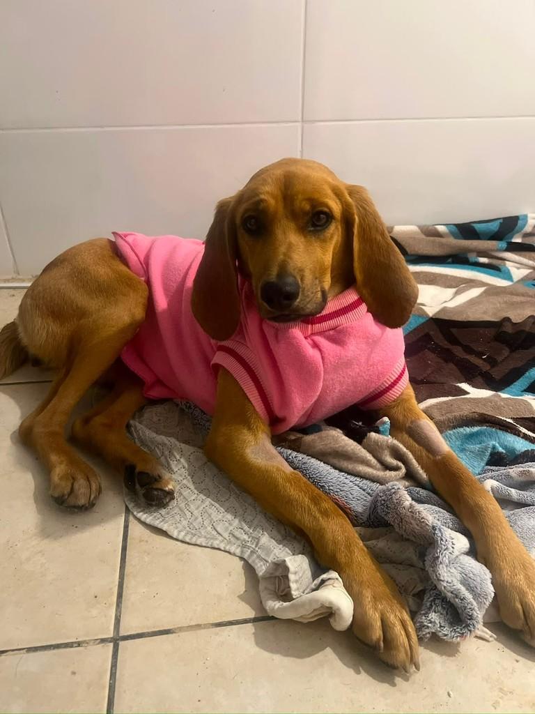 Sasha, cadela de porte médio para adoção em Curitiba - PR