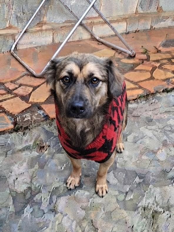 Cookie, cachorro de porte pequeno para adoção em Curitiba - PR