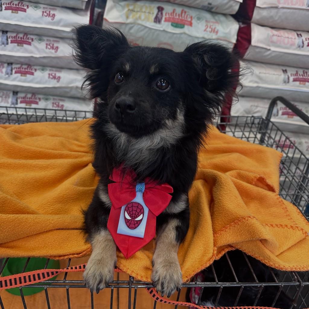 Pedrinho, cachorro de porte pequeno para adoção em Curitiba - PR