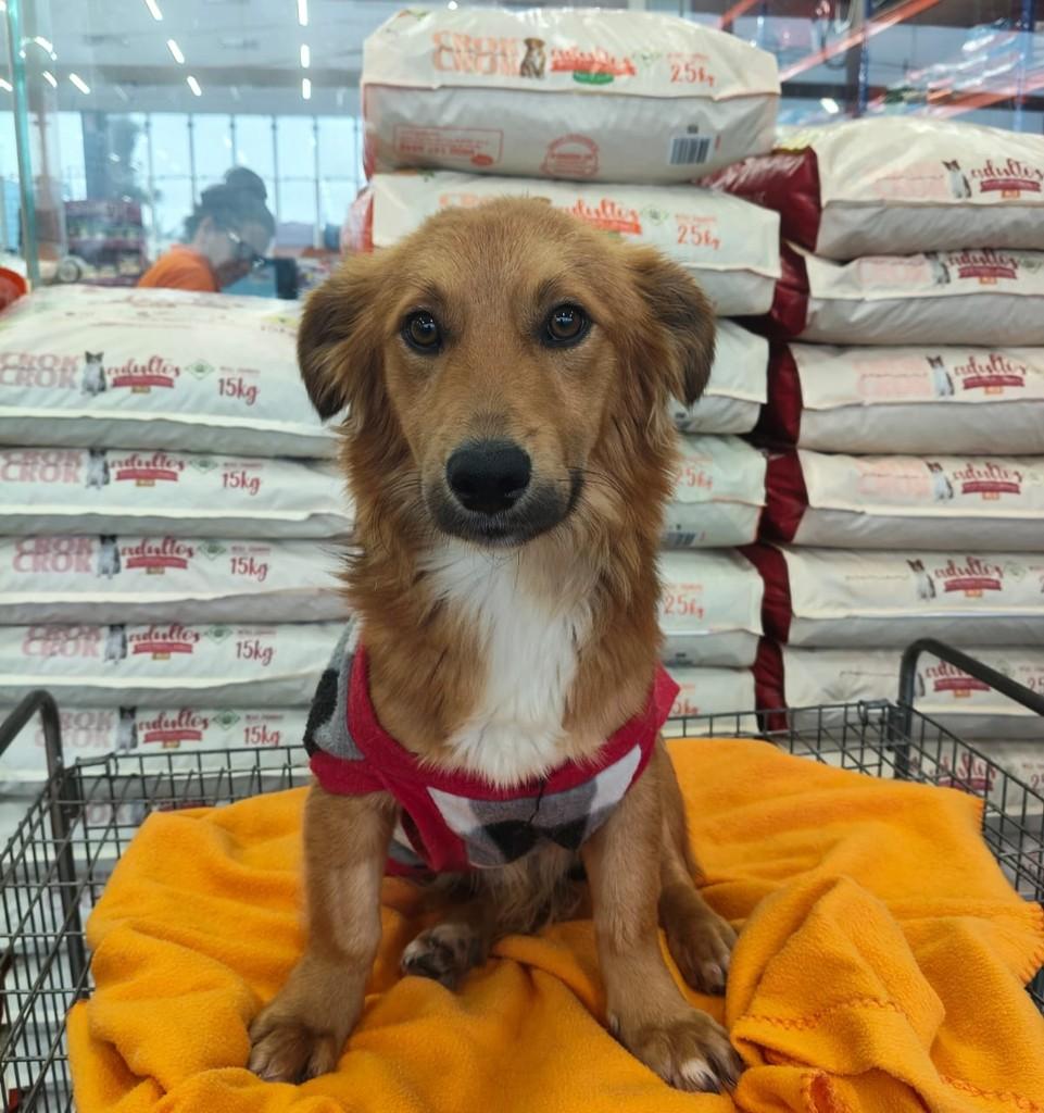 Lucca, cachorro de porte médio para adoção em Curitiba - PR