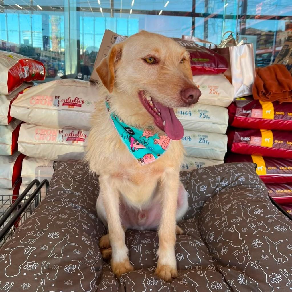 Galak, cachorro de porte médio para adoção em Curitiba - PR
