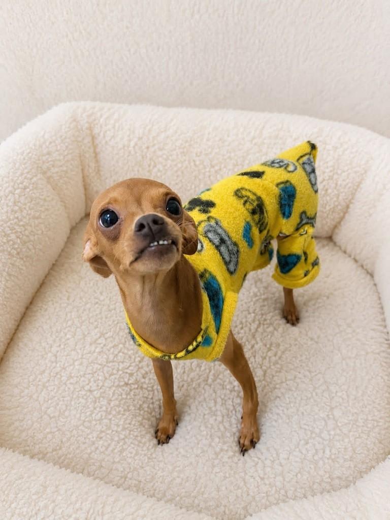 Biscoito, cachorro de porte pequeno para adoção em Curitiba - PR