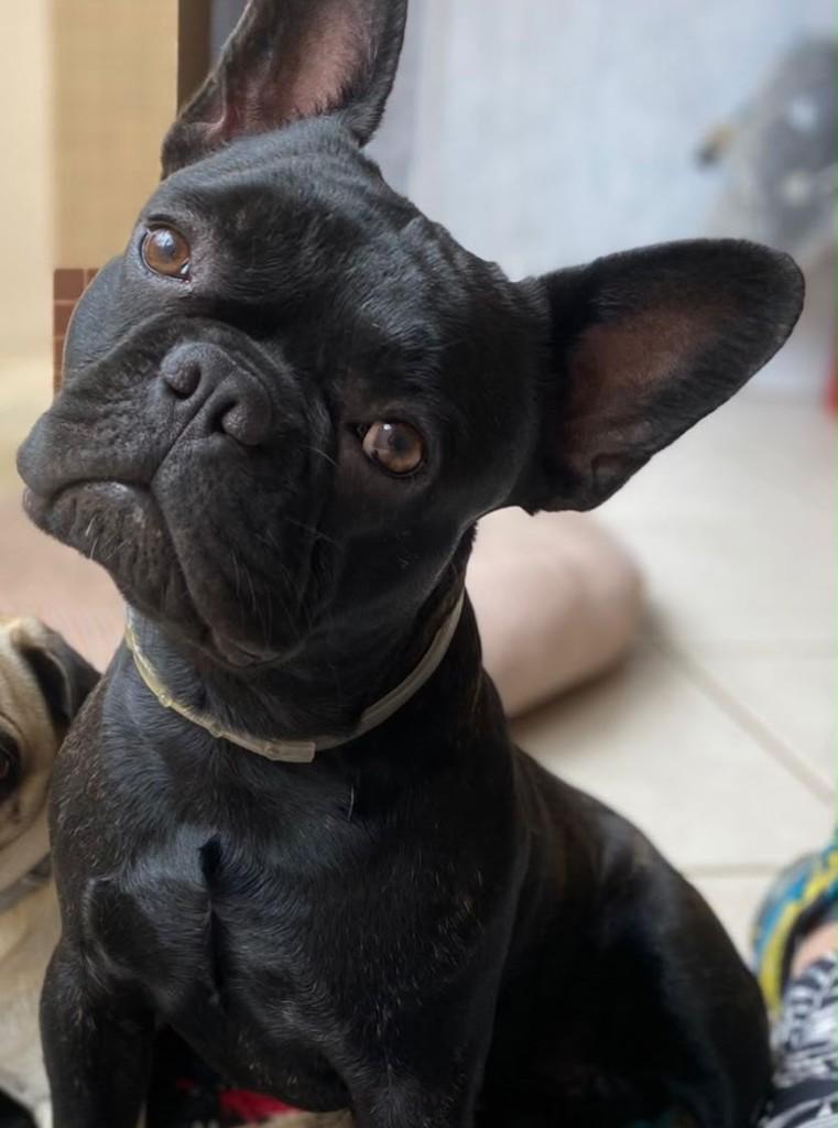 Lewis, cachorro de porte pequeno para adoção em Curitiba - PR