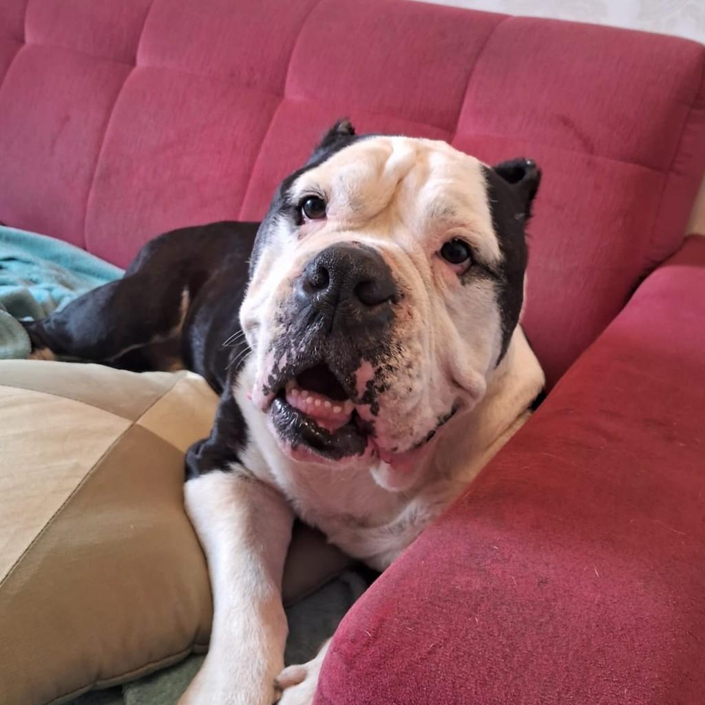 Bochecha, cachorro de porte grande para adoção em Curitiba - PR
