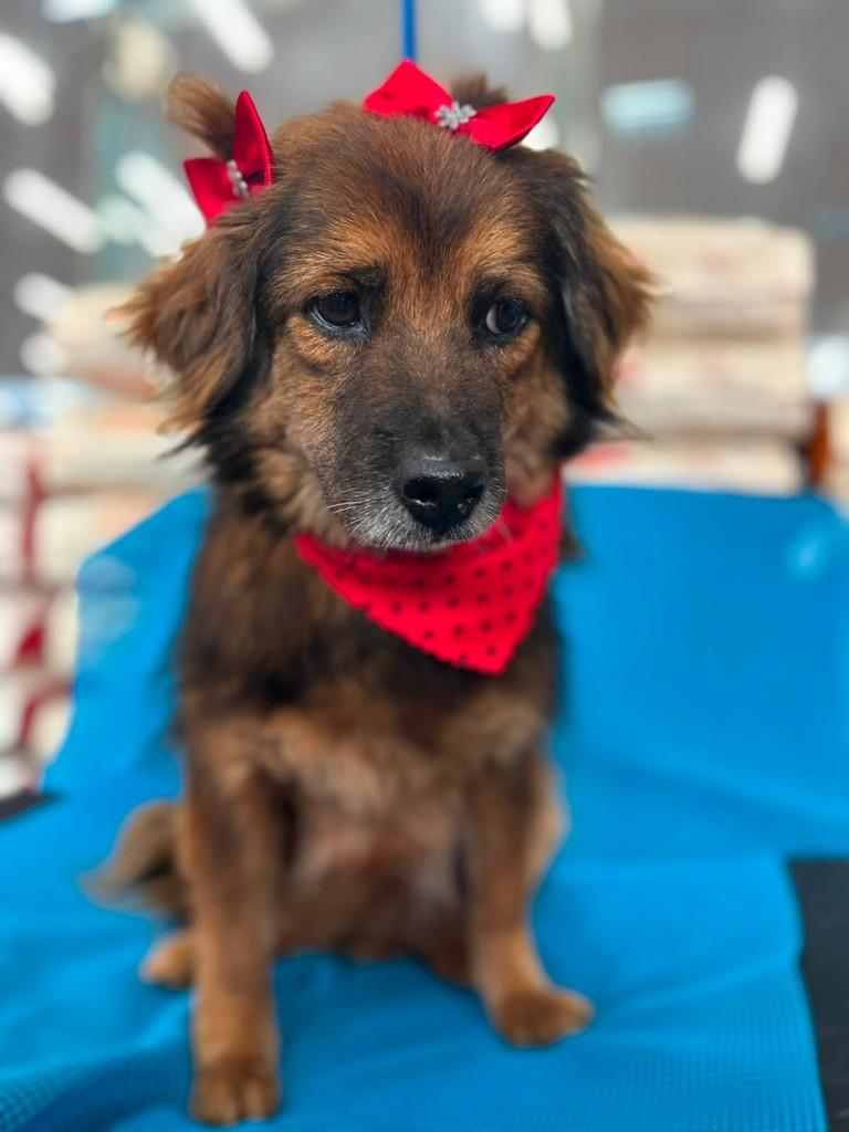 Frida, cadela de porte médio para adoção em Curitiba - PR