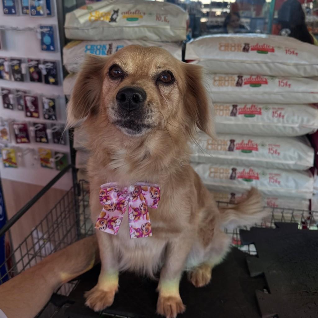Chica, cadela de porte grande para adoção em Curitiba - PR