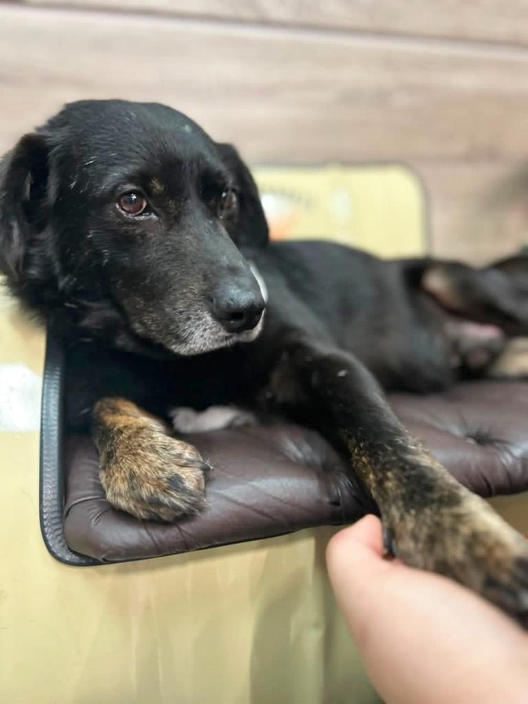 Brutus, cachorro de porte pequeno para adoção em Curitiba - PR