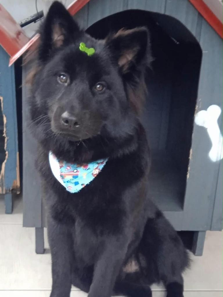 Eren, cachorro de porte médio para adoção em Curitiba - PR