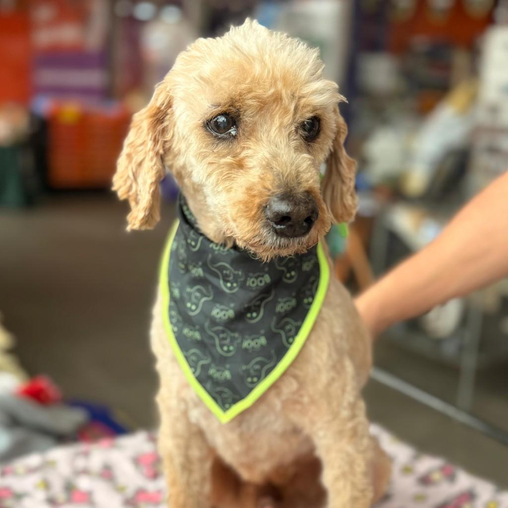 Murilo, cachorro de porte pequeno para adoção em Curitiba - PR