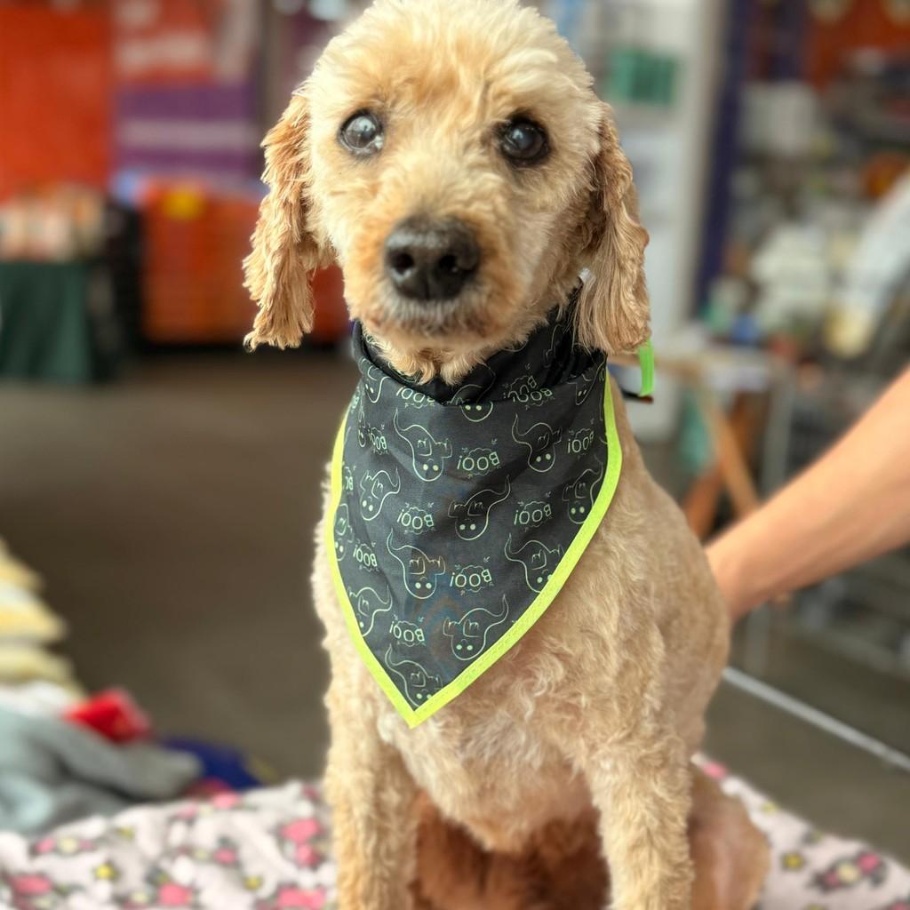 Murilo, cachorro de porte pequeno para adoção em Curitiba - PR — foto 2 de 2