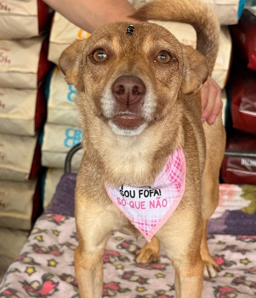Pilar, cachorro de porte pequeno para adoção em Curitiba - PR