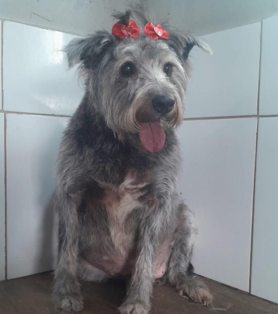 Maria, cadela de porte médio para adoção em Curitiba - PR