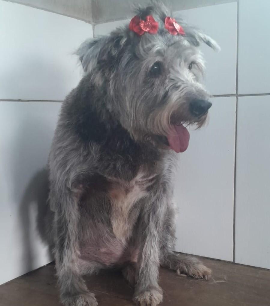 Maria, cadela de porte médio para adoção em Curitiba - PR — foto 2 de 2