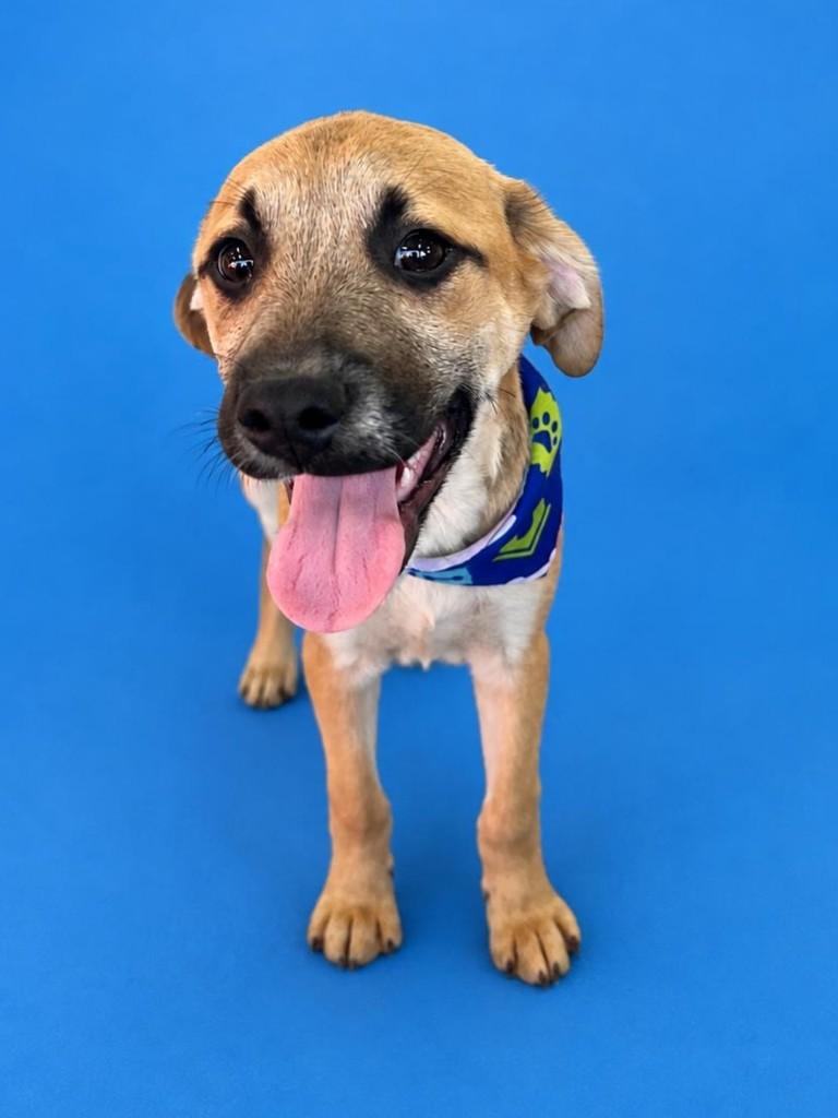 Joaquim, cachorro de porte pequeno para adoção em Curitiba - PR