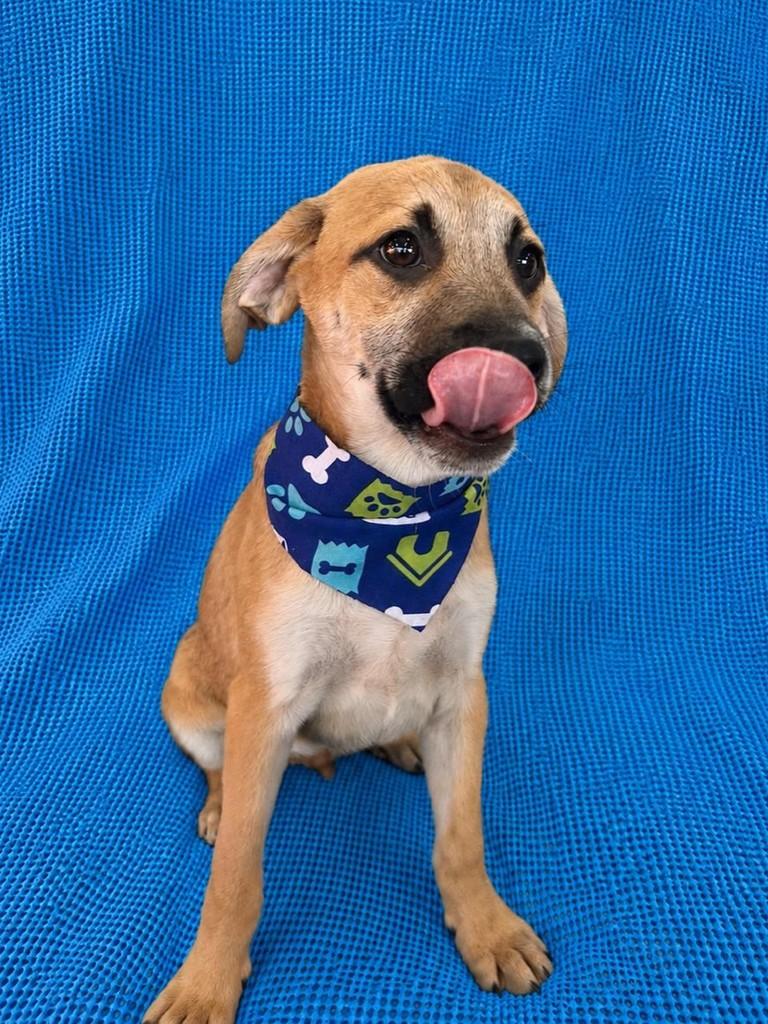 Joaquim, cachorro de porte pequeno para adoção em Curitiba - PR — foto 2 de 2