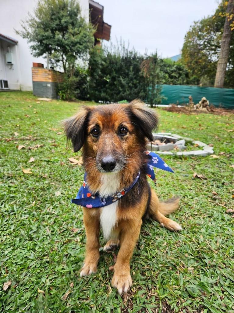 Simba, cachorro de porte pequeno para adoção em Curitiba - PR