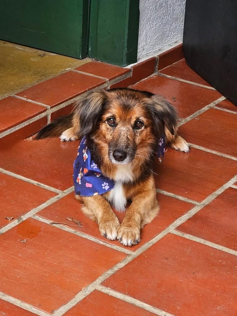 Simba, cachorro de porte pequeno para adoção em Curitiba - PR — foto 2 de 4