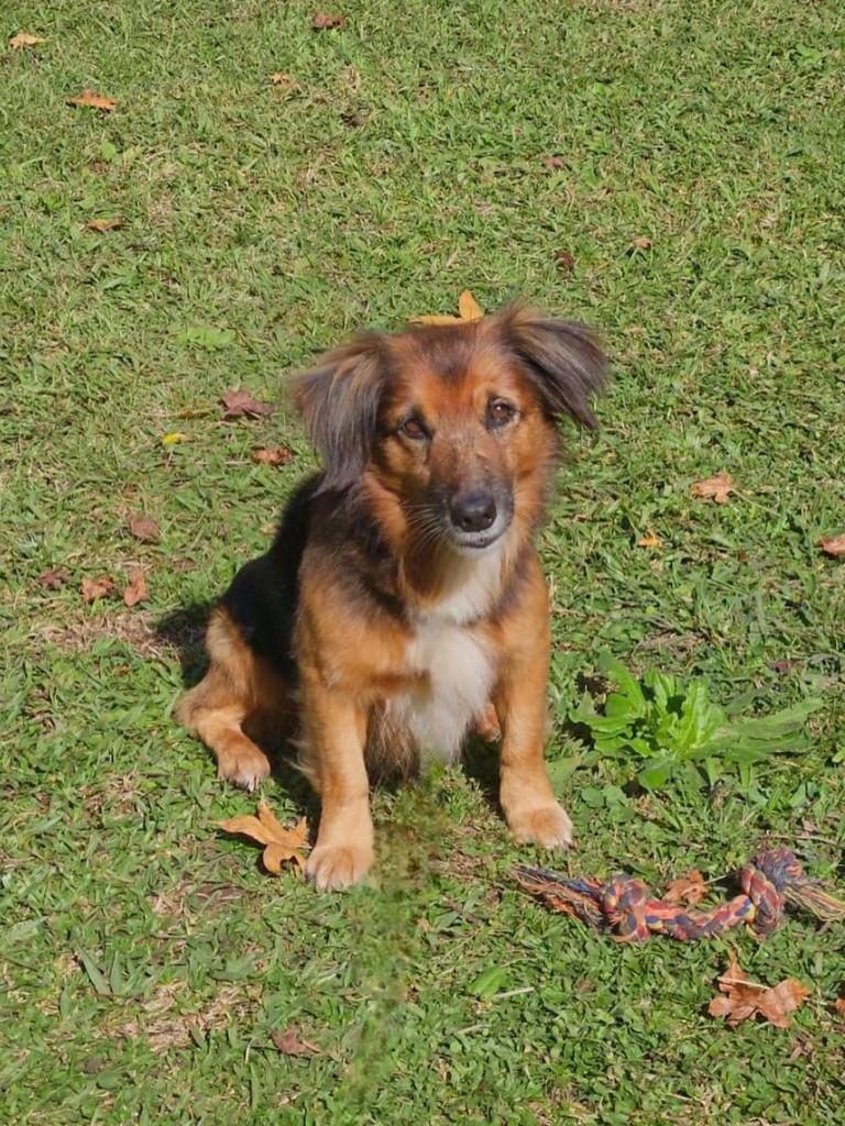 Simba, cachorro de porte pequeno para adoção em Curitiba - PR — foto 3 de 4