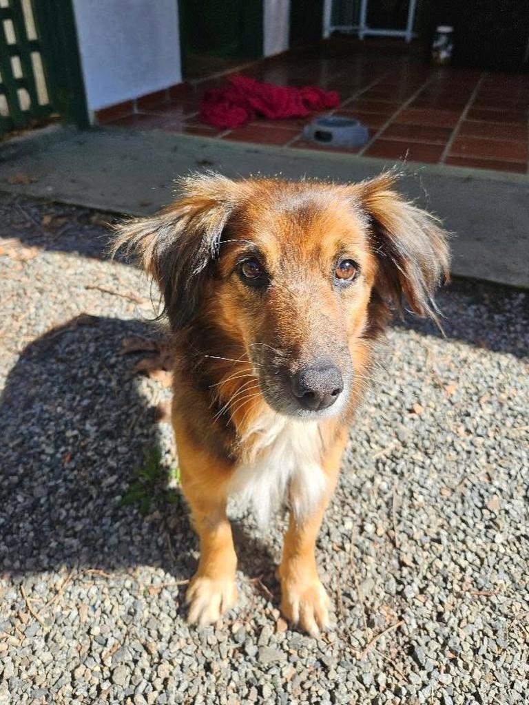 Simba, cachorro de porte pequeno para adoção em Curitiba - PR — foto 4 de 4