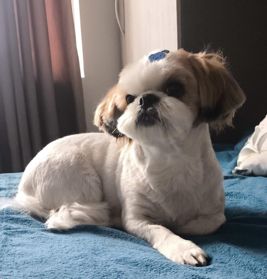 Alvin, cachorro de porte pequeno para adoção em Curitiba - PR