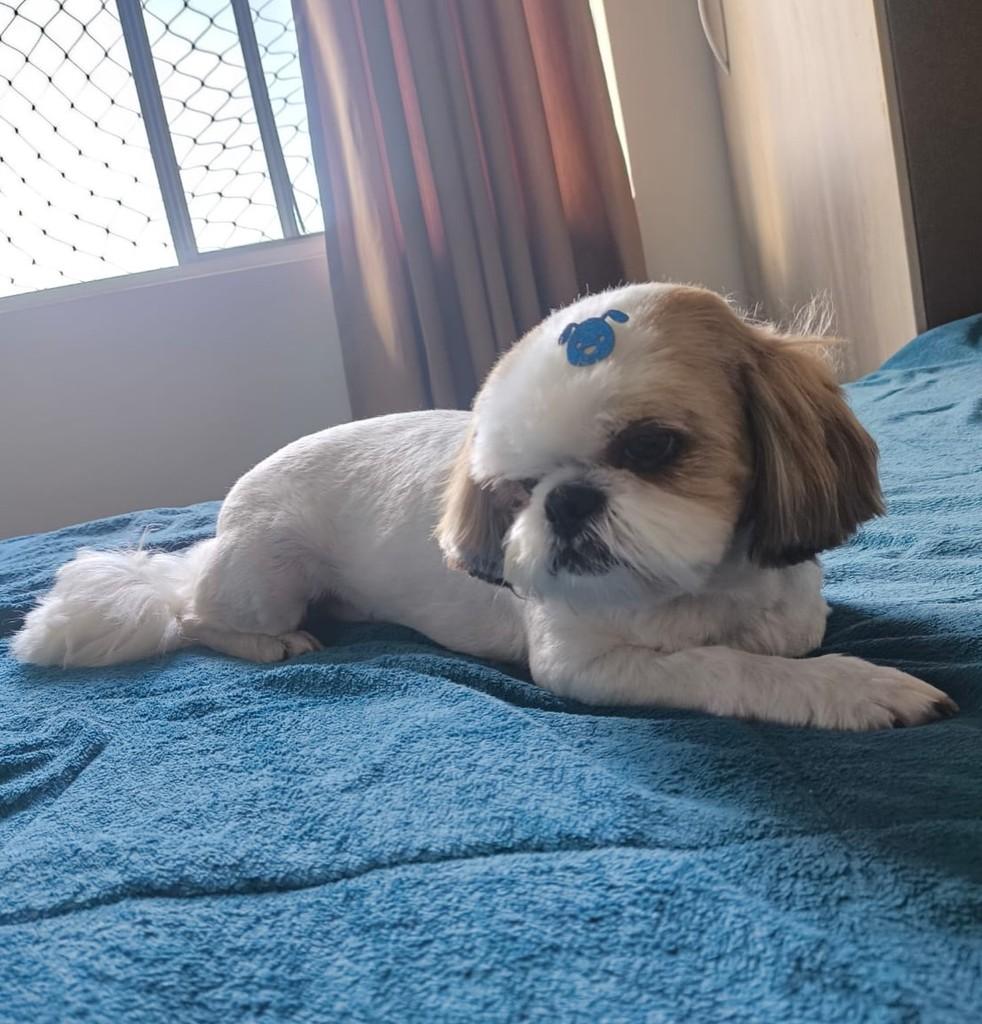 Alvin, cachorro de porte pequeno para adoção em Curitiba - PR — foto 2 de 2