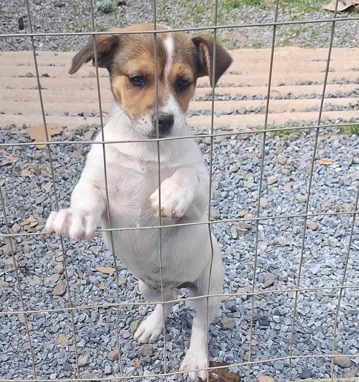 Alice, cachorro de porte pequeno para adoção em Curitiba - PR