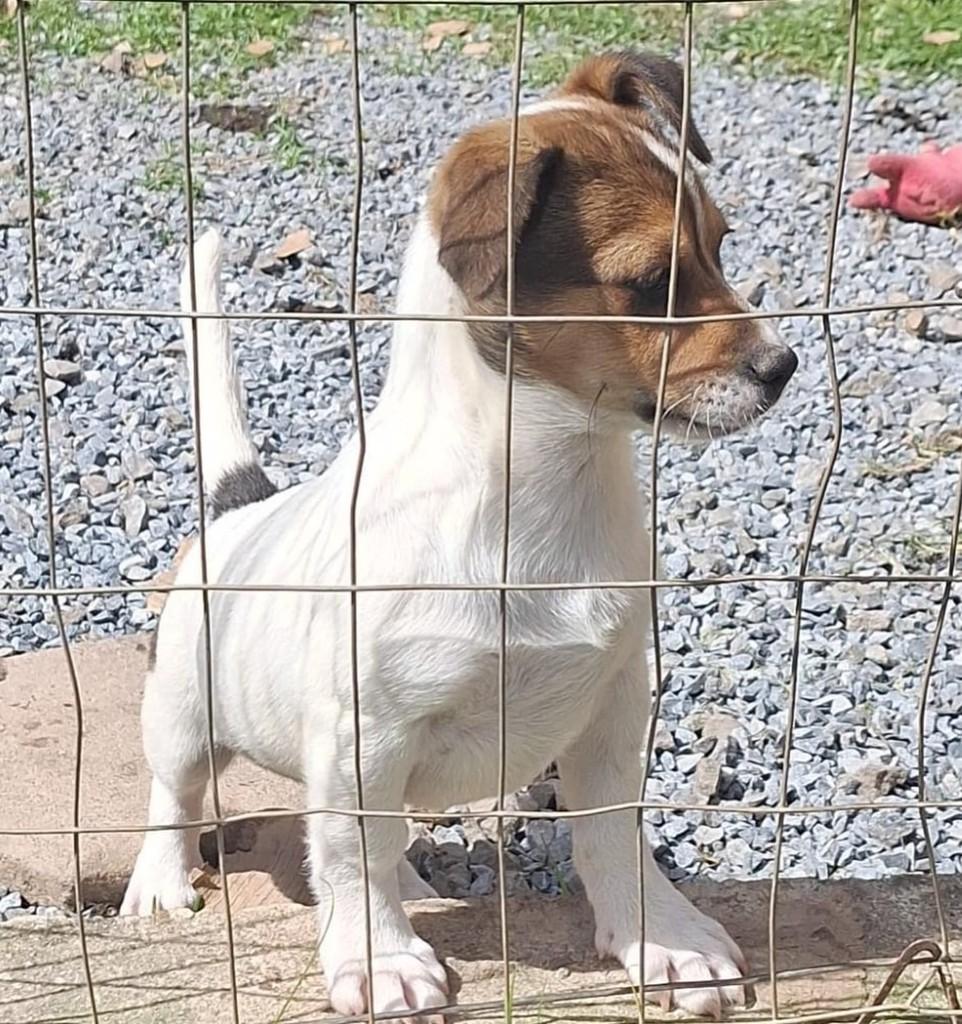 Alice, cachorro de porte pequeno para adoção em Curitiba - PR — foto 2 de 2
