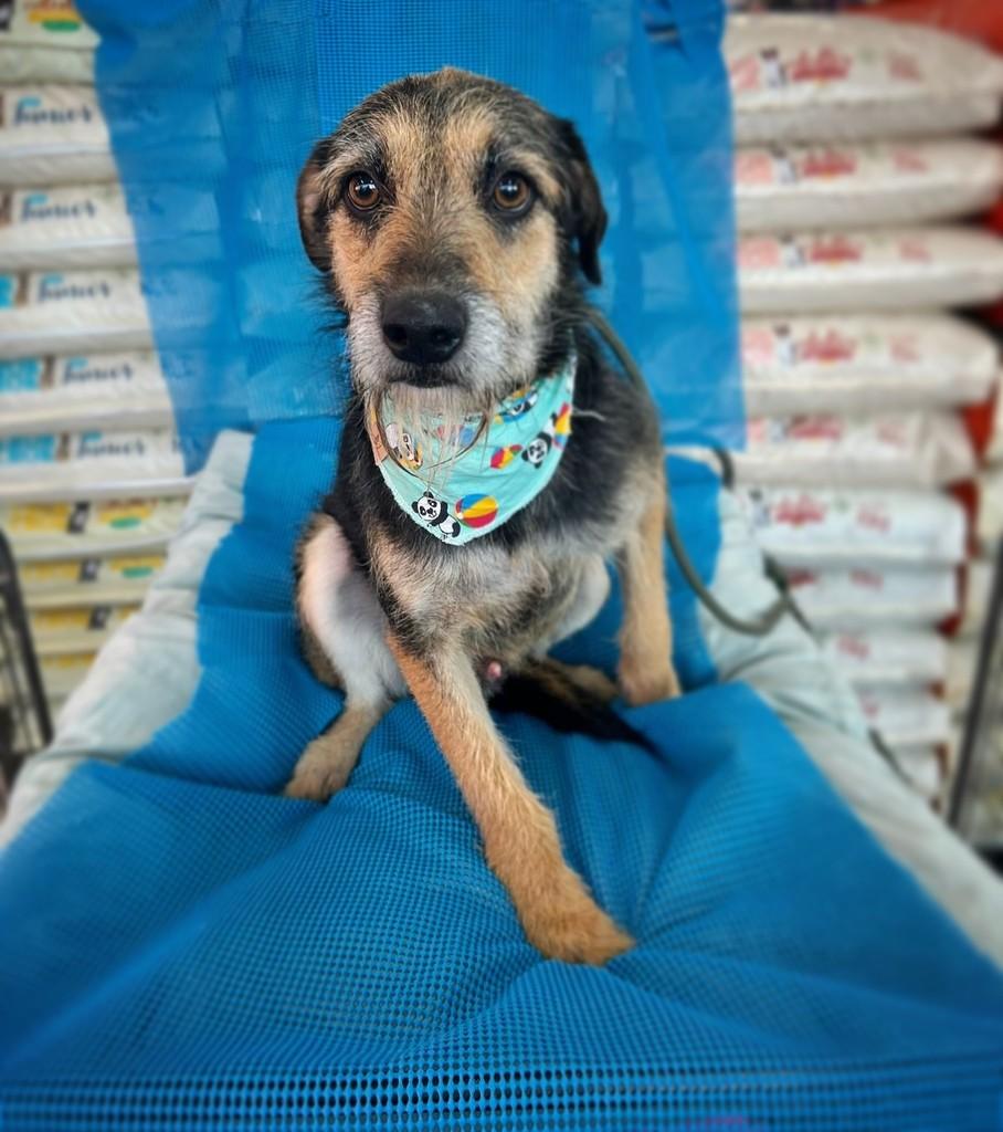 Raul, cachorro de porte pequeno para adoção em Curitiba - PR
