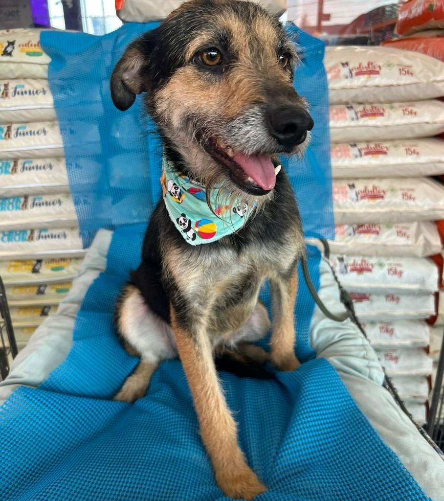 Raul, cachorro de porte pequeno para adoção em Curitiba - PR — foto 2 de 6