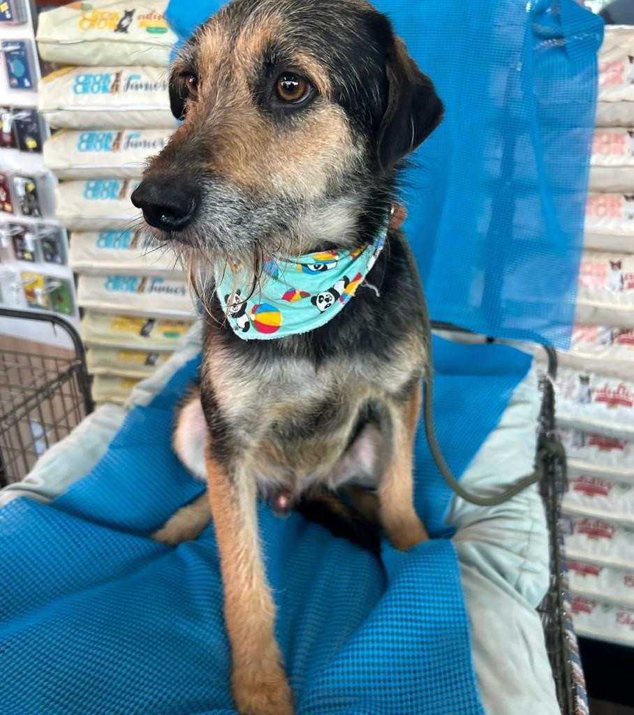 Raul, cachorro de porte pequeno para adoção em Curitiba - PR — foto 3 de 6