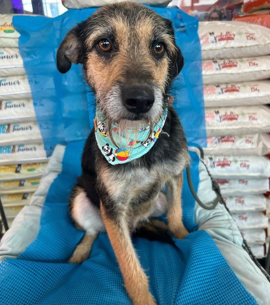 Raul, cachorro de porte pequeno para adoção em Curitiba - PR — foto 4 de 6