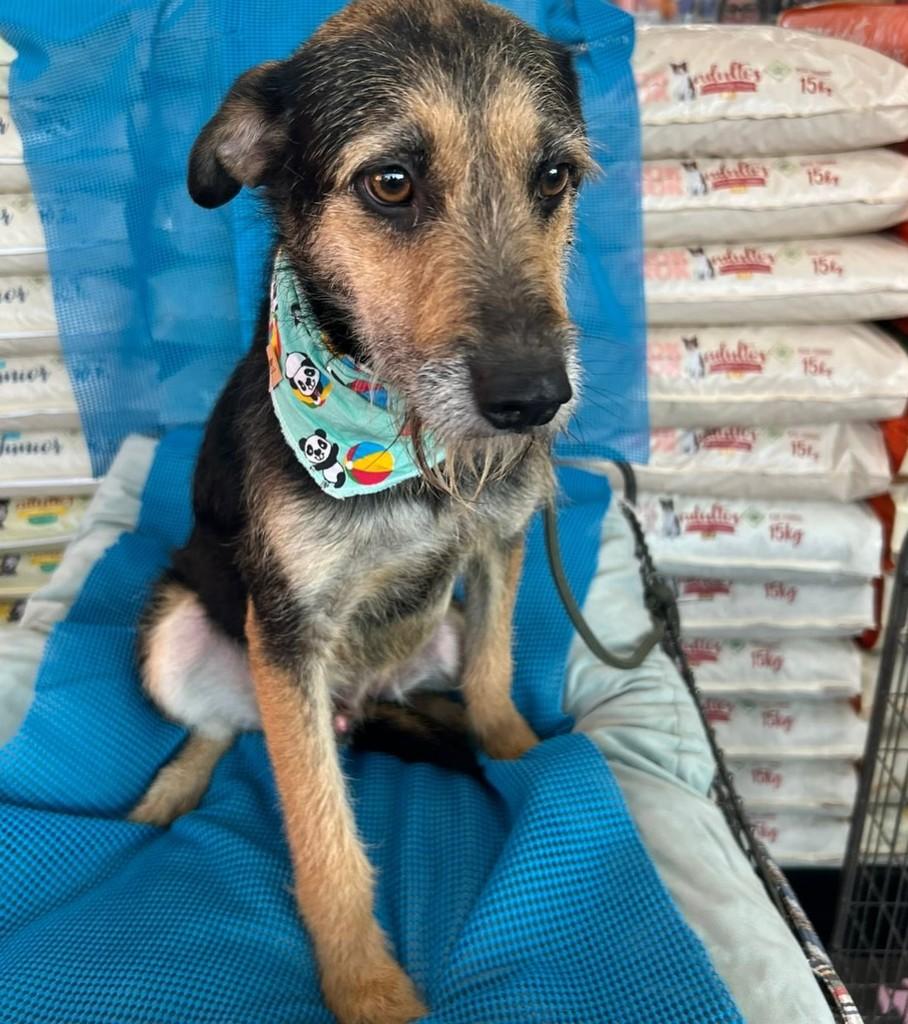 Raul, cachorro de porte pequeno para adoção em Curitiba - PR — foto 5 de 6
