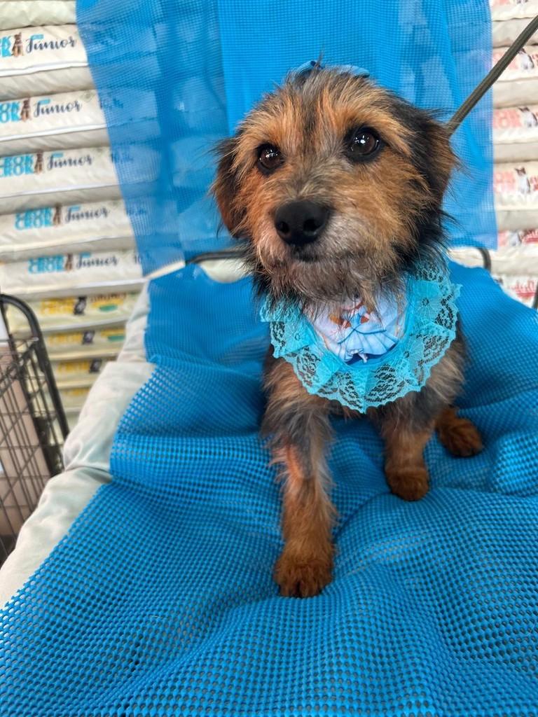 Ceci, cadela de porte pequeno para adoção em Curitiba - PR — foto 3 de 7