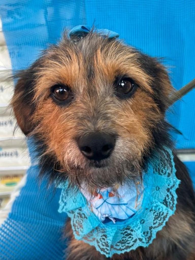 Ceci, cadela de porte pequeno para adoção em Curitiba - PR — foto 5 de 7