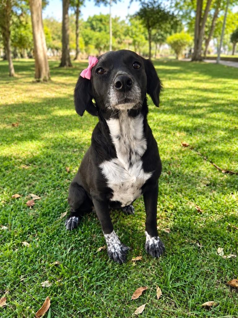 Betina, cadela de porte médio para adoção em Curitiba - PR