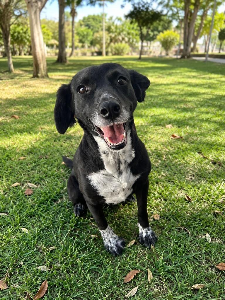 Betina, cadela de porte médio para adoção em Curitiba - PR — foto 2 de 4