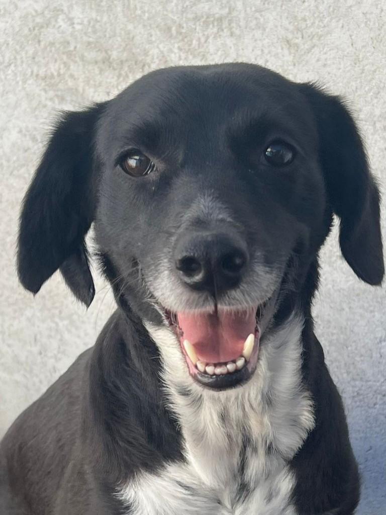 Betina, cadela de porte médio para adoção em Curitiba - PR — foto 4 de 4